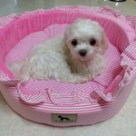 [도와주세요] <b>부천시</b> 중동에서 하얀색 말티즈를 잃어버렸스