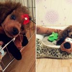 [짱짱몽] 우리 짱구랑 <b>짱아</b>랑 몽구 예쁘다