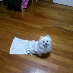 로봇청소<b>기아님</b> 강아지청소기