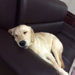 [럭키일레븐] (추가글)신혼집 11식구를 소개합니다ㅋ