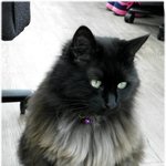 [고양이] 사무실 고양이님 3 (메인쿤)