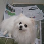 [강아지] 애견<b>미용</b> 집에서하지맙시다