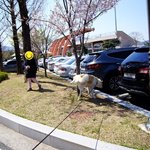 [허스키<b>심바</b>] <b>심바</b>의 산책일기 방긋 방긋 웃어요