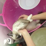 [네냥이오] 심구<b>리탕</b>~