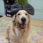 [레슬리가족] 처음뵙겠습니다 레슬리입니다 +_+