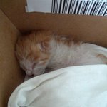 <b>탯줄</b>붙은 아기고양이를 도와주세요