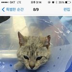 동네 터줏<b>대감</b>냥이 나비