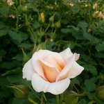 [바른씨로남] 하늘의 씨로 <b>난자</b>가 하나님의 자녀