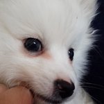 베이비 <b>윙크</b>하기