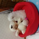 [베이비] 어린애들은  순간잠든다.  어린<b>개도</b>... 그렇다