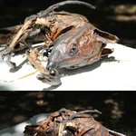 [공포베스트] 100년 된 집, 벽 속에서 발견된 ‘정체불명 <b>동물</b>’