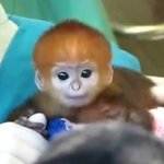 [EXO] 원숭이 귀여운뎀? 왜 귀여운 원숭이 있엉~