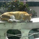 [고양이] 추운 <b>겨울날</b> 따뜻한 곳이 필요했던 길냥이