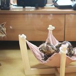 [고양이] 일상이 개그인 녀석들 때문에 웃어요