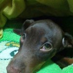 [강아지] 부산 <b>하단</b> 미니핀 찾습니다ㅠㅠㅠ 도와주세요