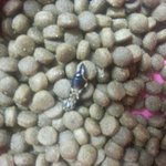 [댓글부탁] 유명브랜드개<b>사료</b>벌레나옴사진유!!!!