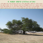 [EXO] 생명의나무 <b>모티브</b>