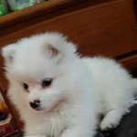 [베이비] 아기<b>사자</b>같은 울베이비