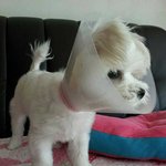 [EXO] 지금옆에있는강아지....<b>와</b><b>대박</b>규규