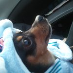 11년 키운 내새끼.. 의료사고..도와줘요...