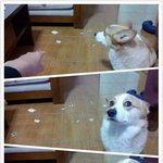 [몽구] 몽구 베프라는데 사고쳤네