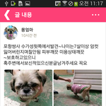 반려견을 보호중이라고 합니다.