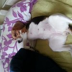 집에와보니 내침대에 <b>왠</b> 개가...