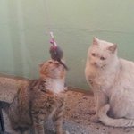 [하숙냥이] 우리집에 하숙중인 길냥이들 4