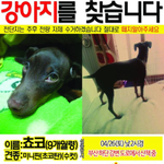 부산 미니핀 찾습니다ㅠㅜ도와주세요