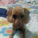 [도와주세요] (분실)푸들을 찾습니다.