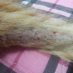 혐오)고양이 꼬<b>드름</b> 봐주세요ㅠ