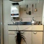 [<b>노가리</b>아] 여친 놀려먹기 jpg (약혐有)