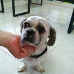 [강아지] 5월5일어린이 날이 <b>이아이</b>에겐 마지막날이될수도...