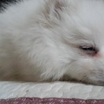 [<b>베이비</b>] 지금찍은 잠자는<b>베이비</b>