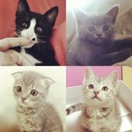 [탄천필근] [탄천필근] 우다다닥 고양이 네마리