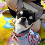 [신랑찾기] 블랙탄 치와와 <b>꼬물</b>이 신랑을 찾습니다 ~