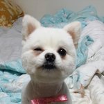 [아롱] 사람인척 하는 아롱이 4탄