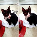 [고양이] 우리집 개냥이 박탄이 무럭무럭 성장기입니다 ㅋ