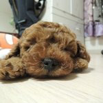 인형같았던 갈색푸들의 <b>역변</b> 성장