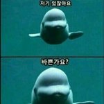 [EXO] 돌고래 귀욤ㅠ
