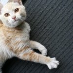 사무실에 새식구가 들어왓어요 ㅎㅎㅎㅎ