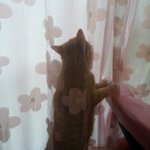 [우리고양이] 냥이들의봄사랑벚꽃<b>말고</b>