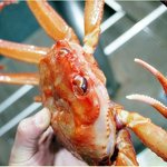 속초 게찜- 속초 게찜 <b>홍게</b>요리 소개 (장사항 영철네게찜)