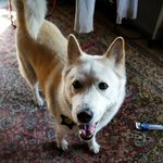 [허스키심바] 심바의 산책일기 봄날 산책