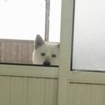 멍구는 짝사랑 앓이 중;;