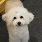 우리집 애기~~ <b>로얄</b>캐닌 푸들 주니어