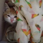 새끼 고양이 구조했어요ㅠ.ㅠ <b>도움</b>주실분..