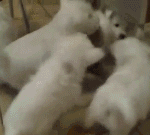 [EXO] 개들이 고양이 <b>폭행</b>함ㅡㅡ