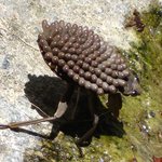 [공포베스트] 환공포증 <b>유발</b>시키는 벌레