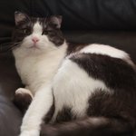 [꿀고양이] 유청이 <b>새옷</b>이 생겼어요.